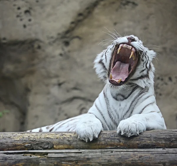 Λευκό Αλμπίνο τίγρη — Φωτογραφία Αρχείου