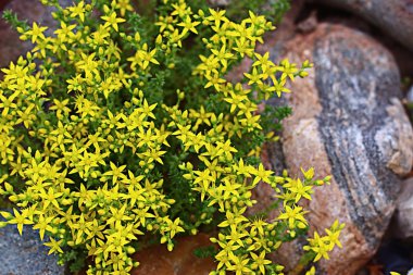 Günbatımında sarı çiçekler