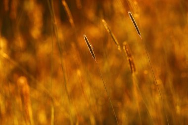 günbatımı üzerinde çim alan