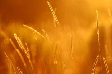 günbatımı üzerinde çim alan