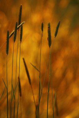 günbatımı üzerinde çim alan