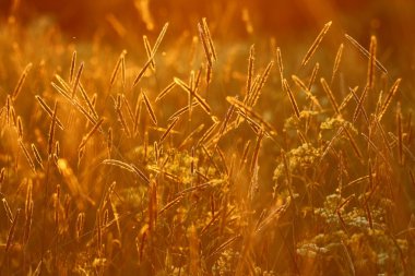 günbatımı altın yaz çim