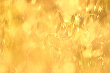 Gün batımında yulaf tarlası