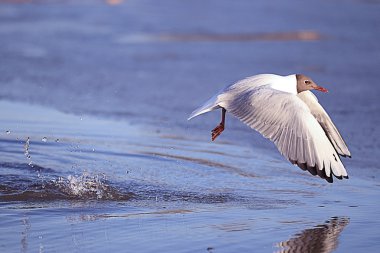Martı suyun üzerinde uçuyor.