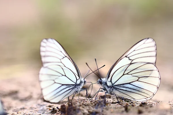 White butterflies — Stock Photo, Image