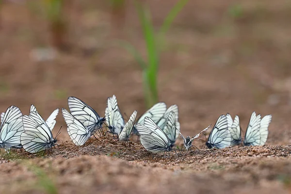 Fehér pillangók — Stock Fotó