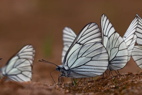 White butterflies — Stock Photo, Image