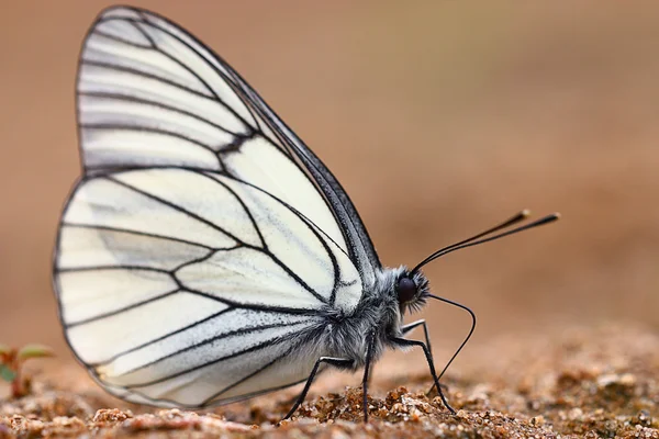 Biały motyl — Zdjęcie stockowe