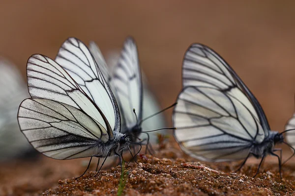 White butterflies — Stock Photo, Image