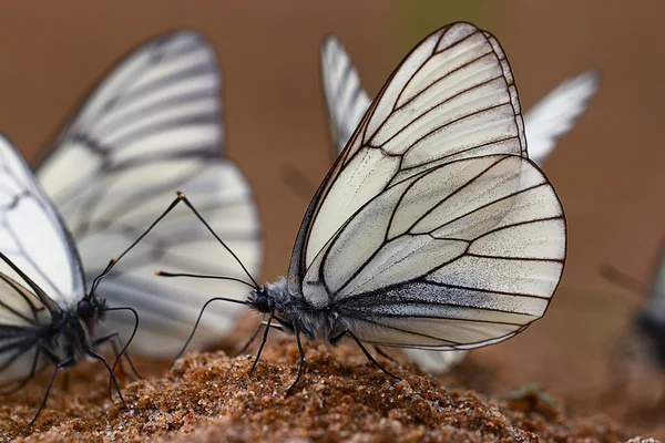 Белые бабочки — стоковое фото