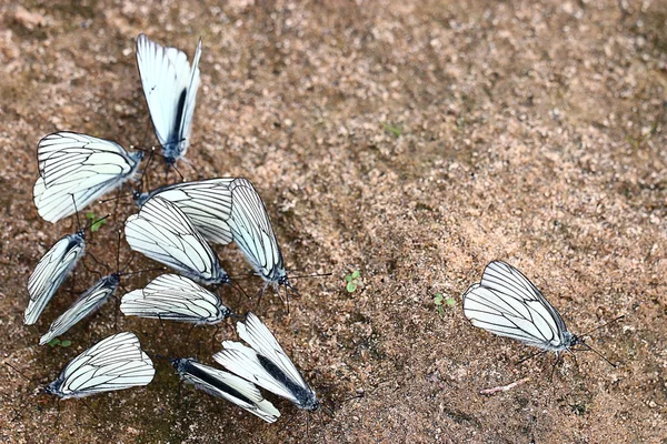 White butterflies — Stock Photo, Image