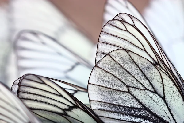 White butterflies wings — Stock Photo, Image