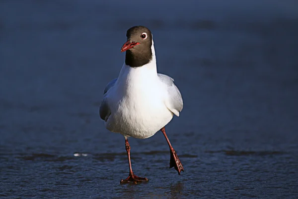 Black-headed gull — Stock Photo, Image