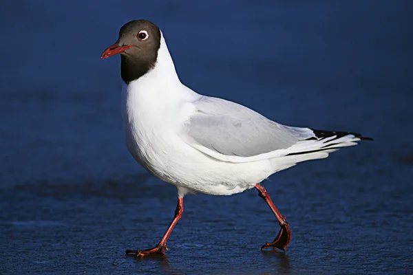 Black-headed gull — Stock Photo, Image