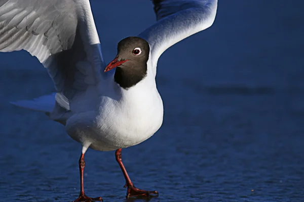 Gaivota de cabeça preta — Fotografia de Stock