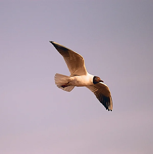 Pescărușul în zbor — Fotografie, imagine de stoc