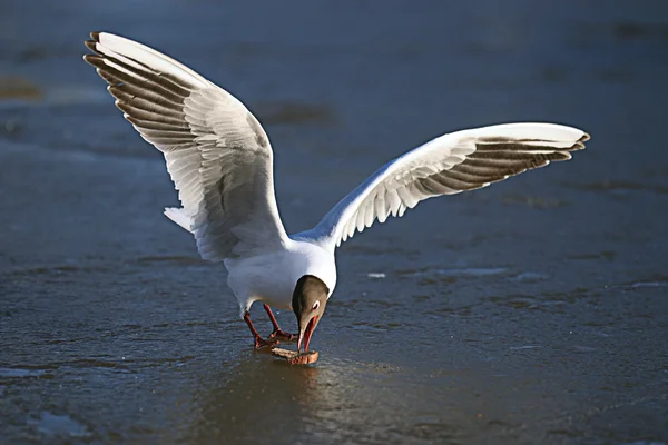 Gaviota de cabeza negra — Foto de Stock