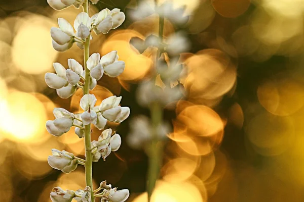 Witte bloemen bij zonsondergang — Stockfoto