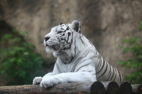 Vit albino tiger — Stockfoto