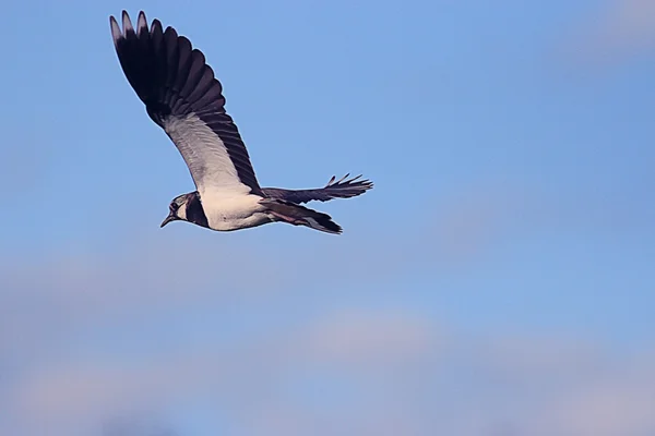 Pescărușul în zbor — Fotografie, imagine de stoc
