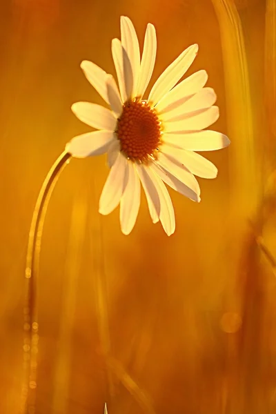 Petite fleur de marguerite — Photo