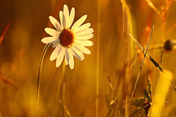 Small daisy flower — Stock Photo, Image