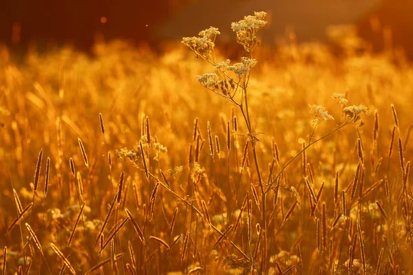 Günbatımı üzerinde çim alan — Stok fotoğraf