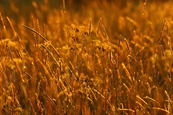 Fältet av gräs på sunset — Stockfoto