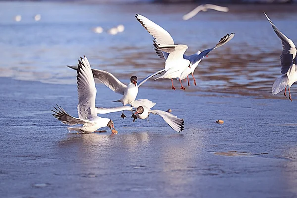 Gaivotas em voo — Fotografia de Stock