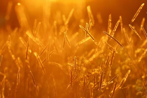 Campo de hierba al atardecer — Foto de Stock