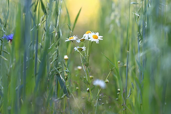 Camomiles w trawie — Zdjęcie stockowe