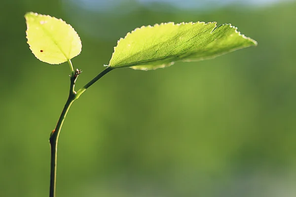Зелений з молоде листя — стокове фото