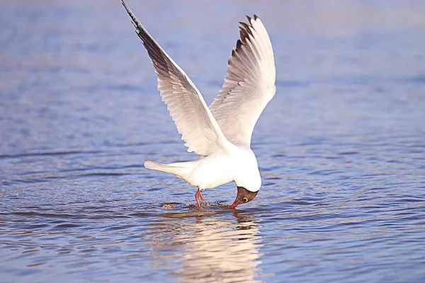 Seagull in flight — Stock Photo, Image