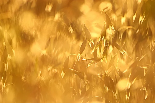 Campo di avena al tramonto — Foto Stock