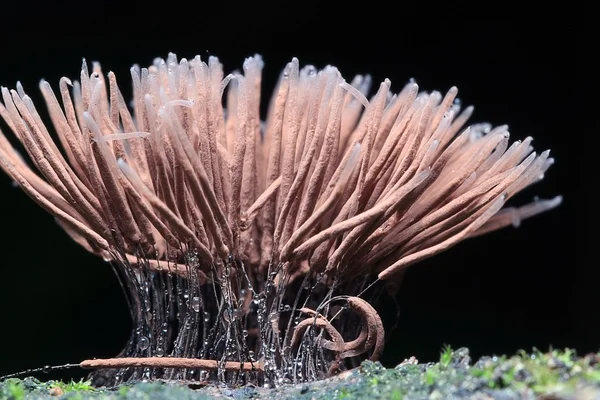 Small mold mushroom — Stock Photo, Image