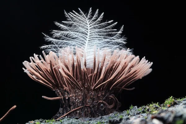 Small mold mushroom — Stock Photo, Image