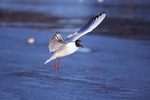 Gabbiano in volo — Foto Stock