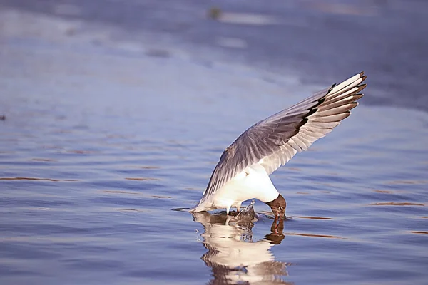 Pájaro gaviota — Foto de Stock