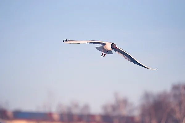 Gaivota em voo — Fotografia de Stock