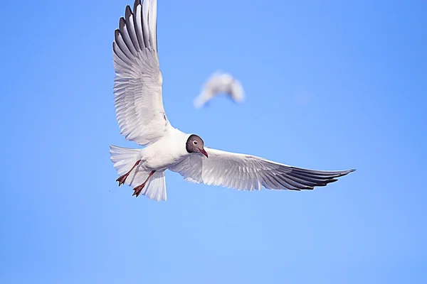 Seagull in flight — Stock Photo, Image