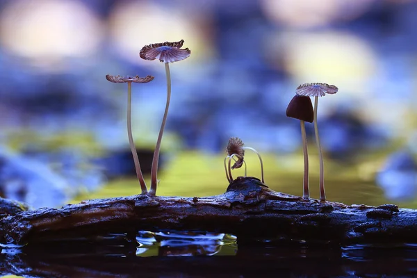 Pilz-Fliegenpilze — Stockfoto