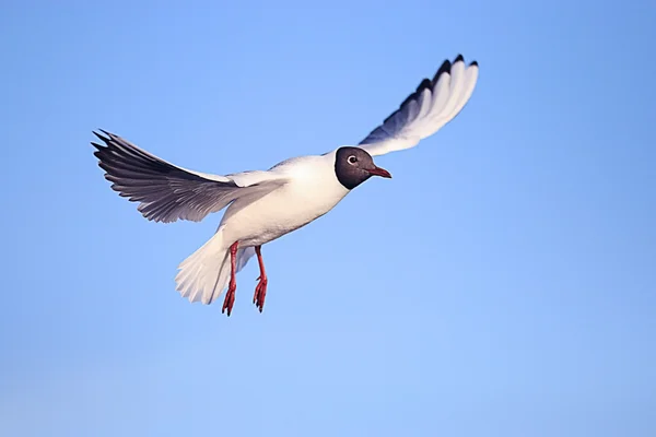 Seagull in flight — Stock Photo, Image