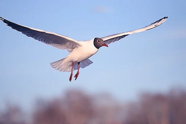 Gabbiano in volo — Foto Stock