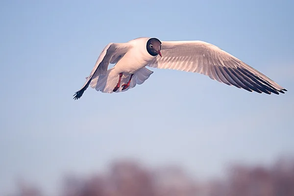 Gabbiano in volo — Foto Stock