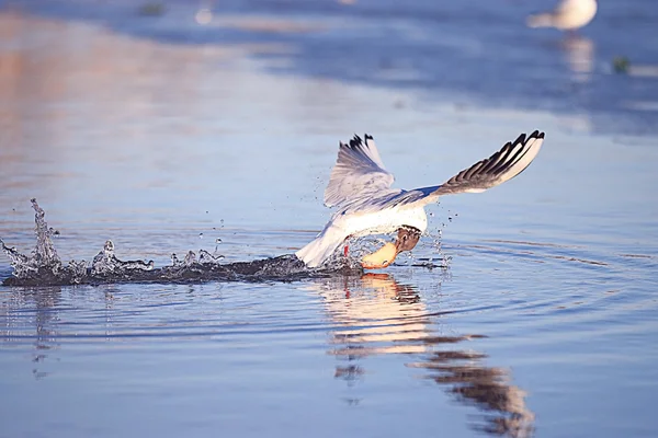 Zeemeeuw die over water vliegt — Stockfoto