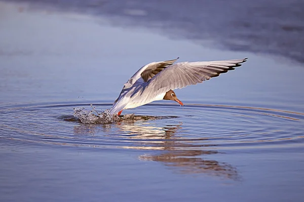 Seagull in flight — Stock Photo, Image