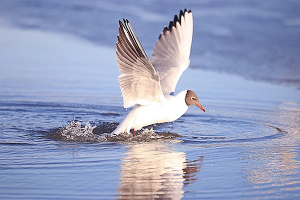 Seagull in vlucht — Stockfoto