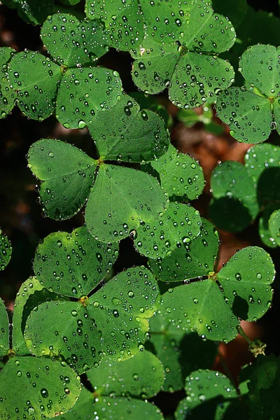 Oxalis leaves with water drops — Stock Photo, Image