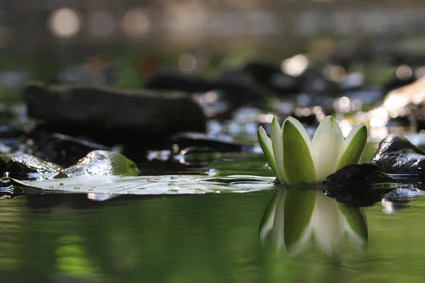 Lily flower on lake — Stock Photo, Image