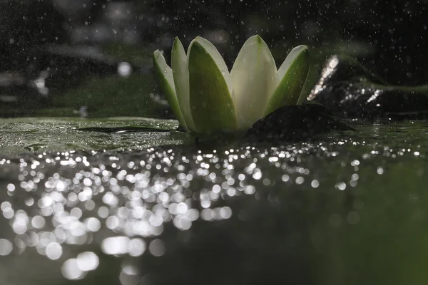 Lily flor en el lago — Foto de Stock